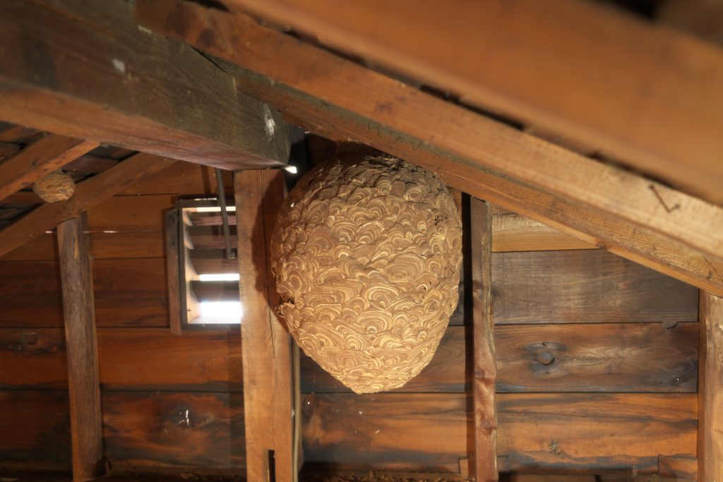 wasp and bee pest control