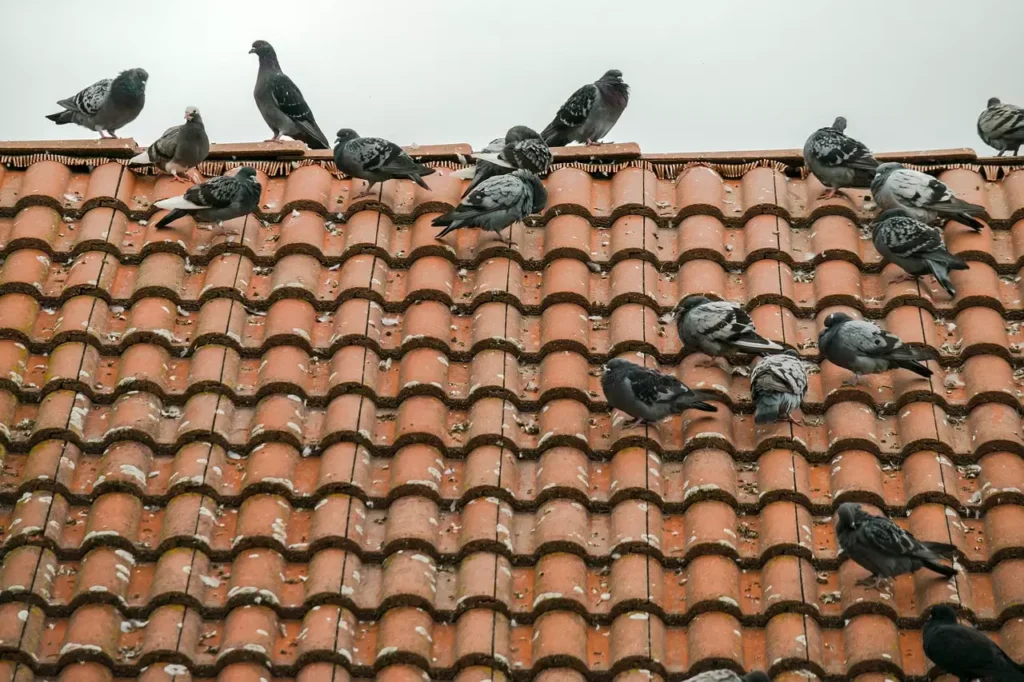 birds